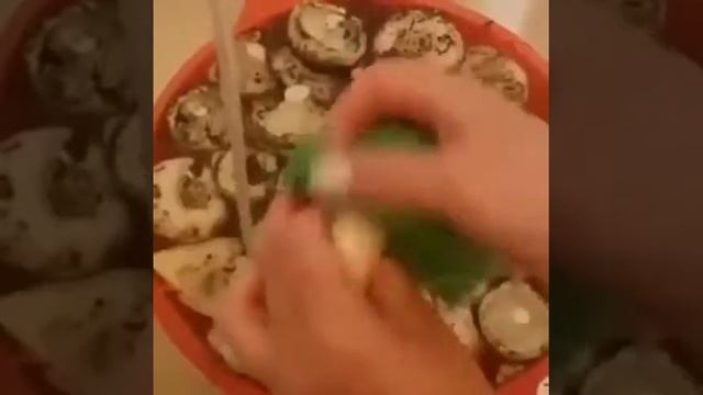 Моем ГРИБЫ САЛФЕТКОЙ для посуды GreenWay смотреть онлайн