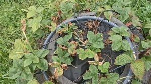 Грядка для клубники из покрышек с капельным поливом