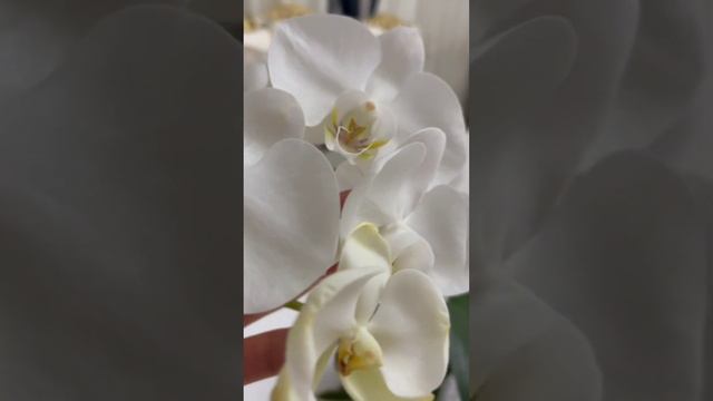 ОРХИДЕЙЯ 🌼 смотреть онлайн