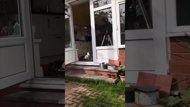 Самые невероятные видео снятые на камеру телефона