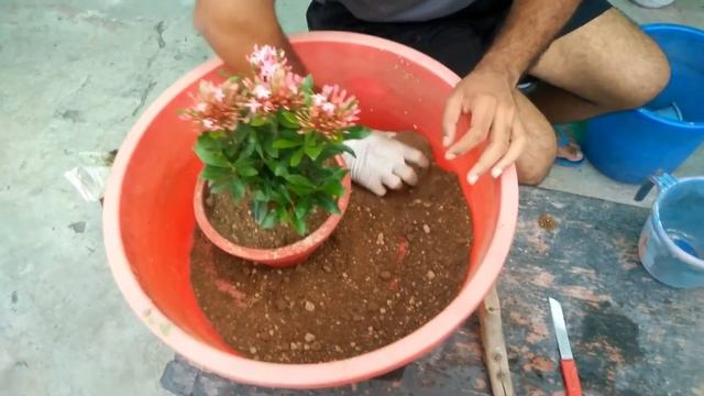 Ixora Plant Care(Hindi) (With English Subtitles)(Repotting with update) смотреть онлайн