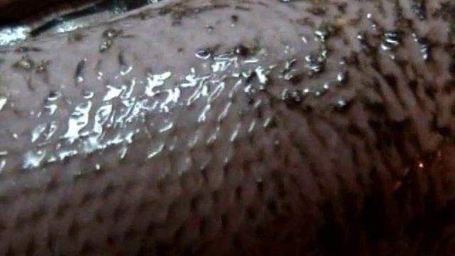 Живая рыба смотреть онлайн