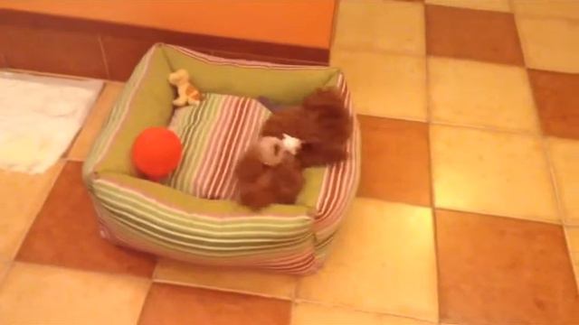 Смешной забавный той-пудель играет с шариком. смотреть онлайн