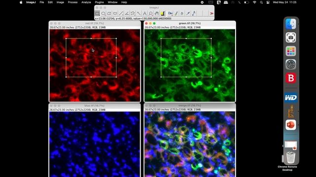 Crop multiple images at the same site using ImageJ смотреть онлайн