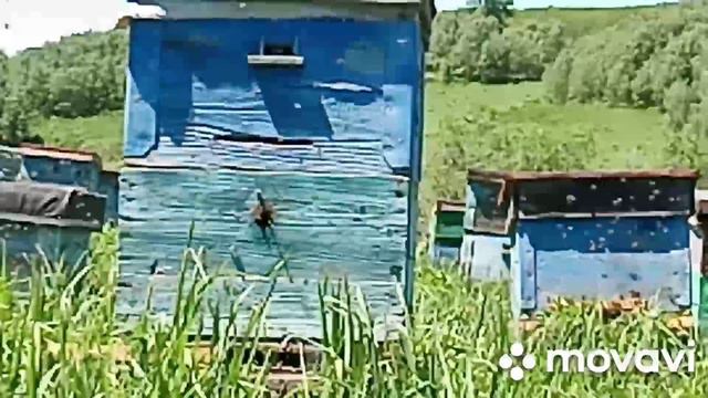 пчёлы Облетываются после дождливых дней смотреть онлайн