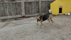 Из жизни дворового пса! Собака охраняет дом!