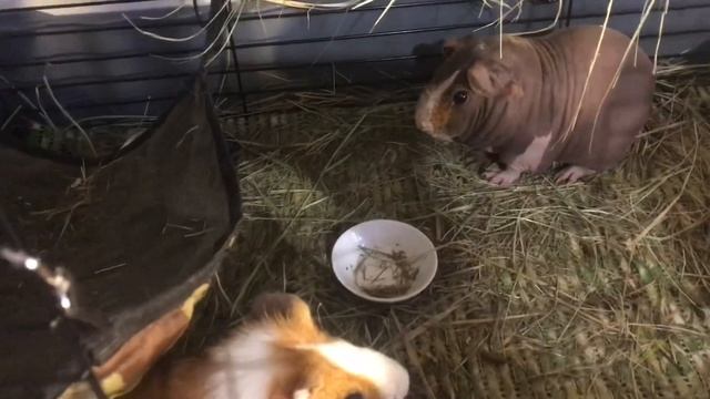 Купили вторую морскую свинку! смотреть онлайн