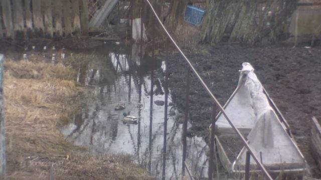 Утки дома,,, смотреть онлайн