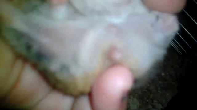 У хомяка Персика новая клетка!/Дети Стрелки переехали/Узнаём пол детей Стрелки.