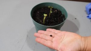 Купила семена жасмина в Интернете. Смотрите, что выросло!