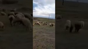 Красиво поёт Мугам...Azeri Mugam#мугам#mugam#красиво#песня