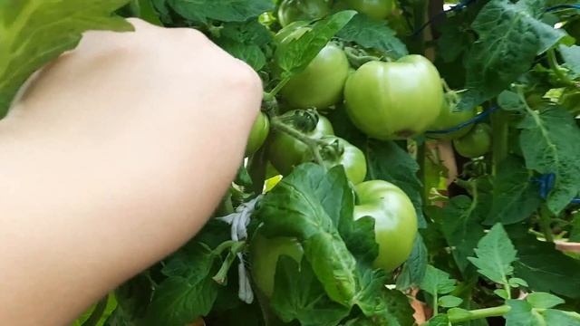 Томат Клуша. Обнимает свои плоды, как курочка цепляток. Обзор томатов по сортам на 1.08.21 смотреть онлайн