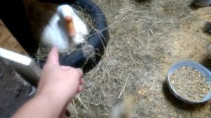 Можно ли перенести гусыню с гнездом в другое место?!