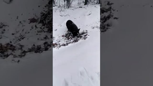 Кабан в реальной жизни