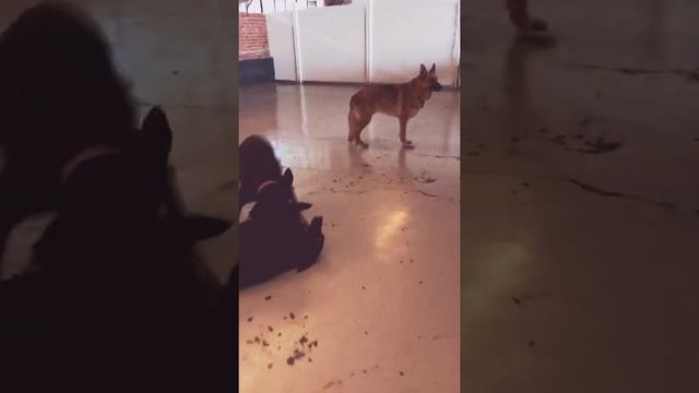 Nunu and Coco! смотреть онлайн