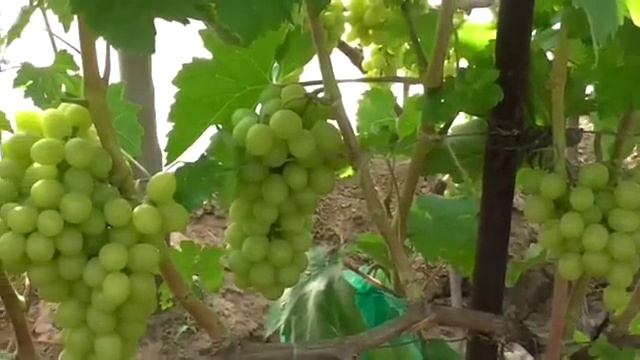 Виноградник Карпова И.А. и Рубель Н.Г. смотреть онлайн