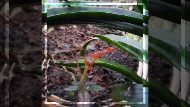 Mini Rose?|Button Rose?| Rosa chinensis minima⚘| Dwarf Bengal Rose | Pompom| Philip C Baby Bio Worl смотреть онлайн