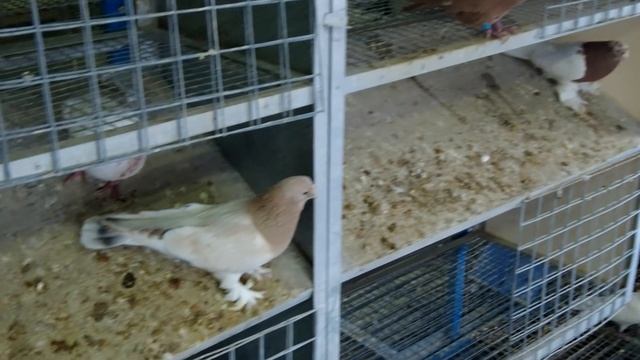 2 Серия Покупаем голубей в самом большом питомнике России смотреть онлайн