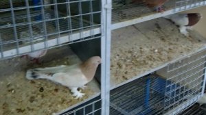 2 Серия   Покупаем голубей в самом большом питомнике России