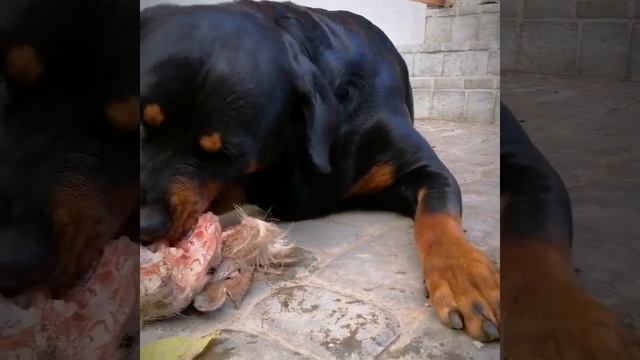 Ротвейлер красота и сила смотреть онлайн