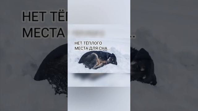 Пожалуйста, перешлите это видео везде! Друзьям, знакомым, в свои группы. Поможем животным вместе!🐕 смотреть онлайн