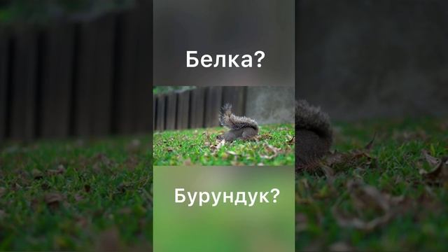 #shorts Белка или бурундук? смотреть онлайн