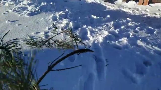 Что с козой. Корова. Красиво.В городе. Что поесть смотреть онлайн