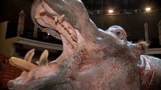 Бегемоты Большого московского цирка на Вернадского!