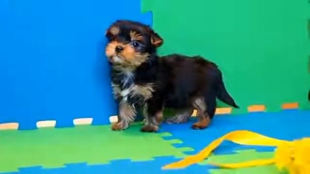 Купить щенка йоркширского терьера МИНИ с мордочкой БЕБИ-ФЕЙС 3 месяца смотреть онлайн