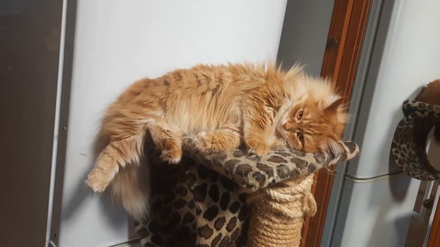 #сонечка #рыжаявредина #рыжики #видеосмешное #видеоживотных #кошки #кися #соняапельсинка #смешное смотреть онлайн