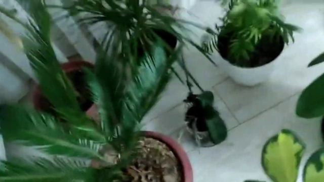 Kaktüs Sukulent Aloe Vera Ve Salon Çiçekleri / Yarışma Videosu-41