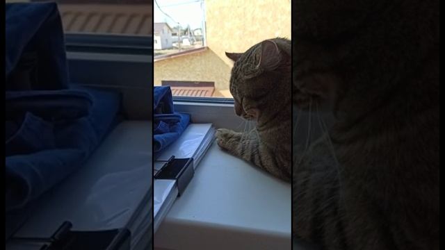 Васька хороший помощник смотреть онлайн