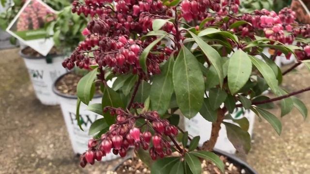 INTERSTELLA™ Pieris | Www.gardencrossings.com