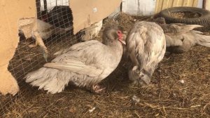 Нужно ли отделять селезня , когда утки сядут на яйца? Почему утка не садится высиживать яйца ?