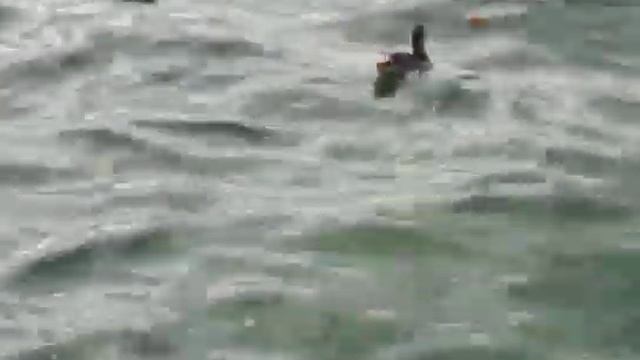 Лебеди на озере Leman в Женеве смотреть онлайн