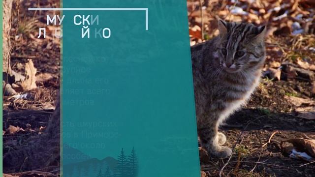 Животные под угрозой - Дальневосточный федеральный округ смотреть онлайн
