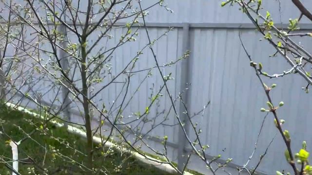 Как нельзя сажать косточковые деревья и не только смотреть онлайн