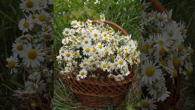 Букет Ромашек ,автор Марина Яныкина