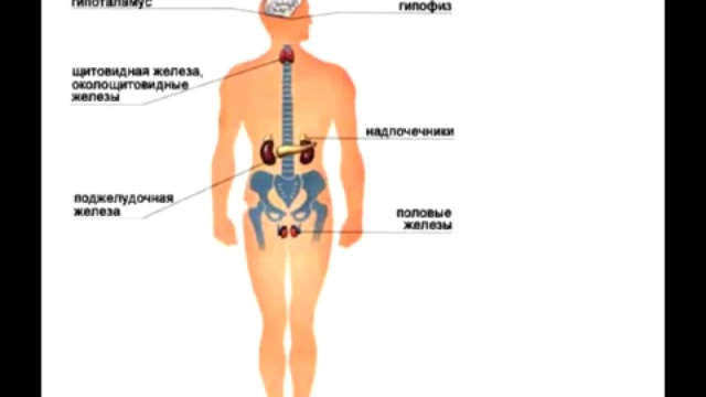 Живая еда. Часть 3. Гормоны