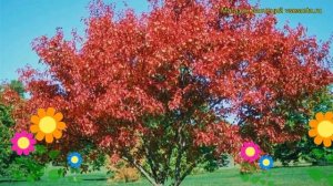 Клен гиннала (Клен гиннала). Краткий обзор, описание характеристик, где купить, саженцы, крупномеры