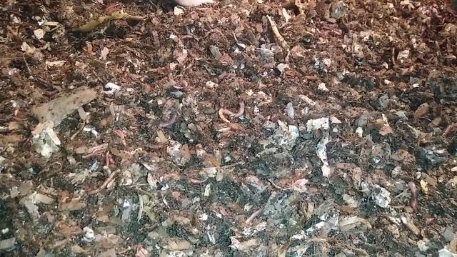 Red Wigglers - Hungry Bin Worm Compost 28 Oct 2019 смотреть онлайн