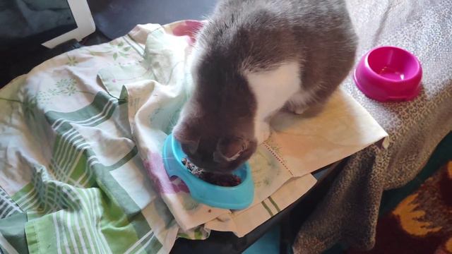 Я больше не смогу на кормить не кого и лечить то же. всё что я смогла я продала, всё тупик😭 смотреть онлайн