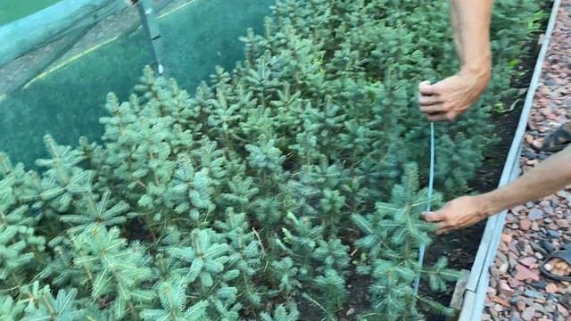 Ель голубая 5-ти летка Обзор интернет-магазина питомника "Хвойный дворик" смотреть онлайн