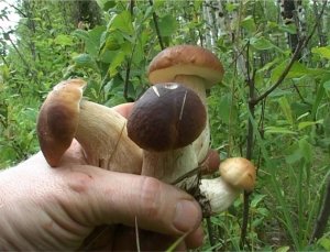 ИЮЛЬ Грибная жатва