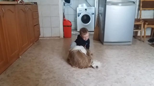 Ши-тцу смотреть онлайн