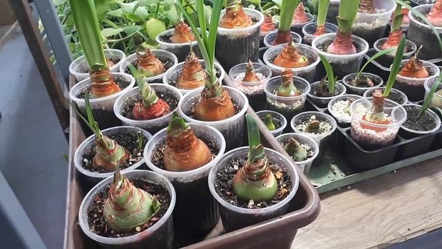 ГИППЕАСТРУМЫ. Посадка по правилам!!! смотреть онлайн