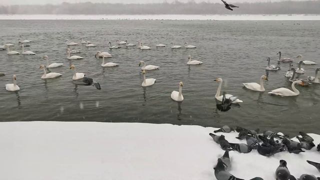 Лебеди на реке Бия. Посёлок Молодёжный. смотреть онлайн