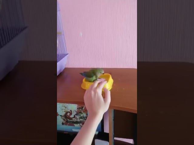 Неразлучник выкормыш купается смотреть онлайн