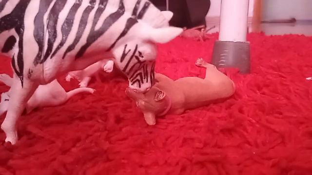Это продолжение сериала в львы волки они не посередине по частям смотреть онлайн