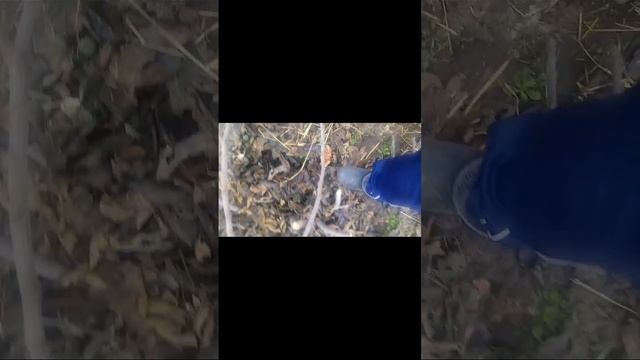 Осенняя обрезка взрослого куста инжира. смотреть онлайн